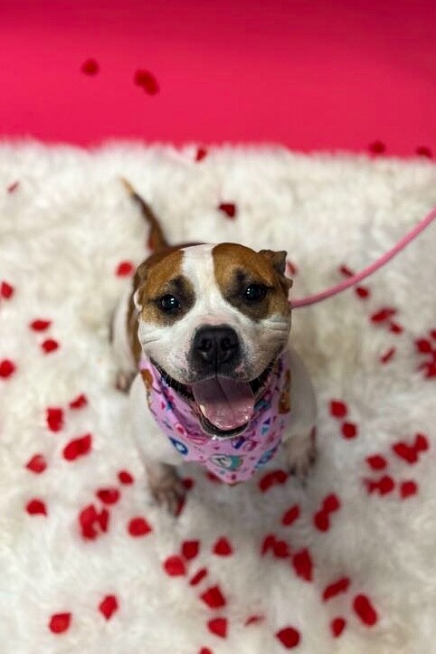 View Bleep the Dog Photo #7