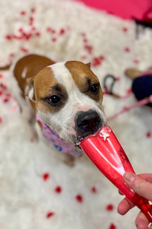 View Bleep the Dog Photo #8