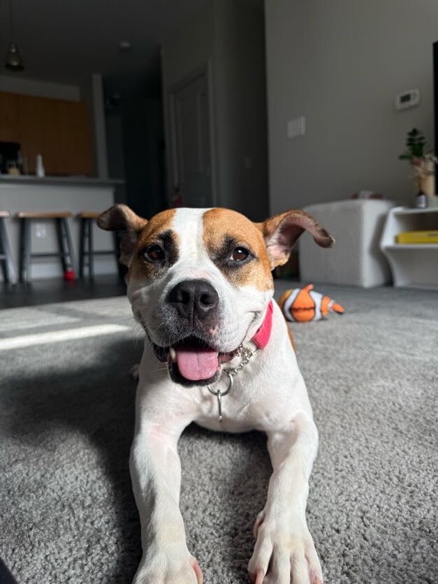 Bleep - Dog
