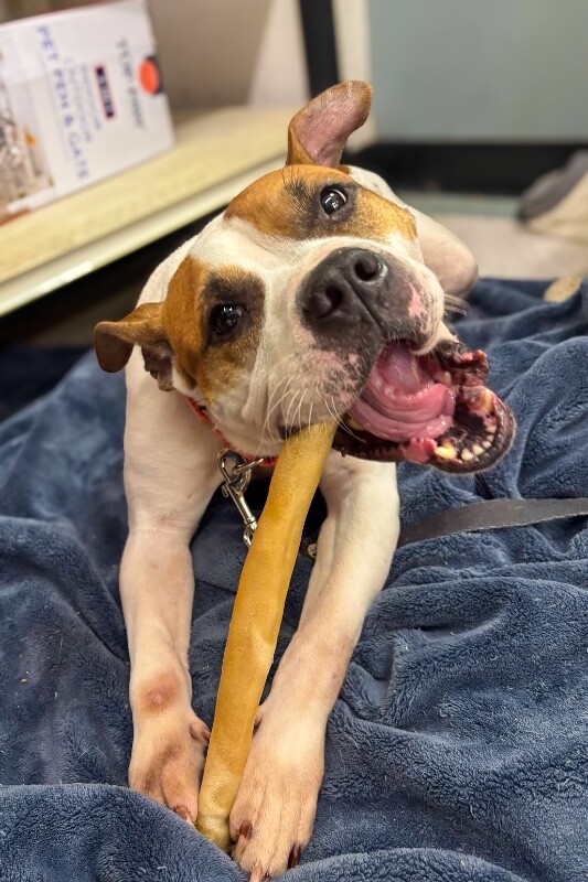 View Bleep the Dog Photo #3