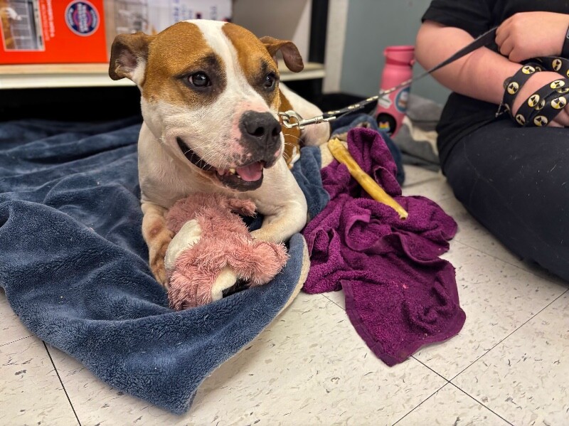 View Bleep the Dog Photo #5