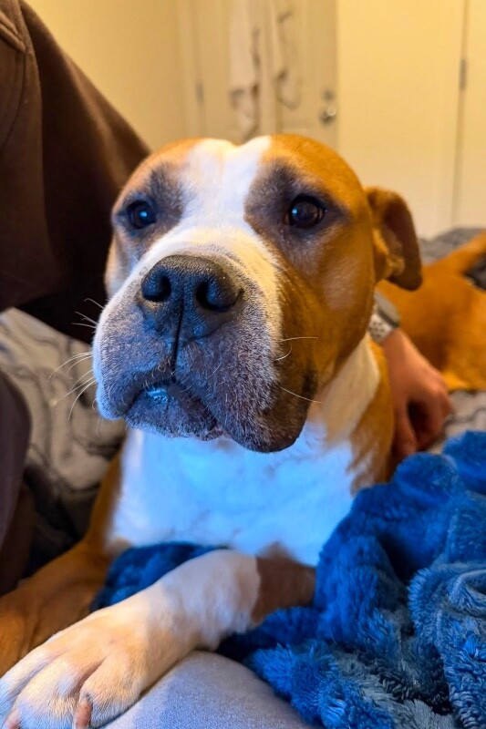 View Bloop the Dog Photo #5