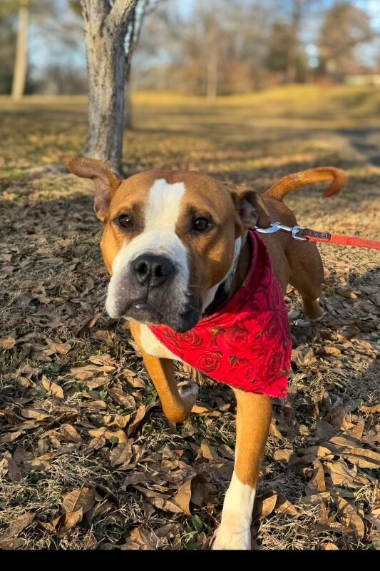 View Bloop the Dog Photo #7