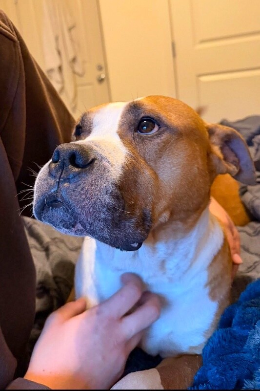 View Bloop the Dog Photo #8