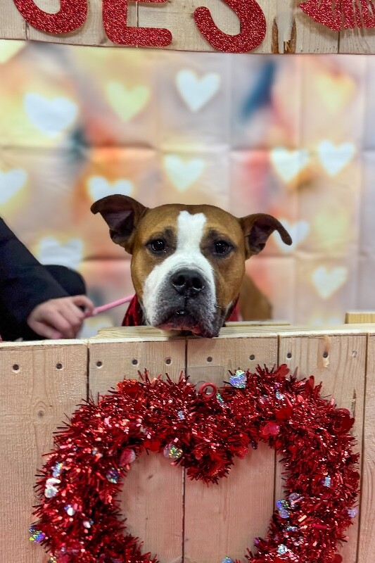 View Bloop the Dog Photo #3