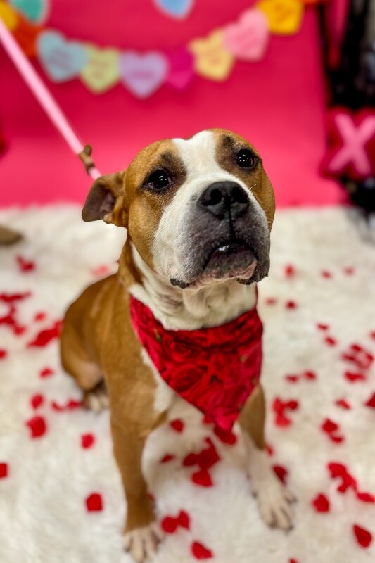 View Bloop the Dog Photo #4