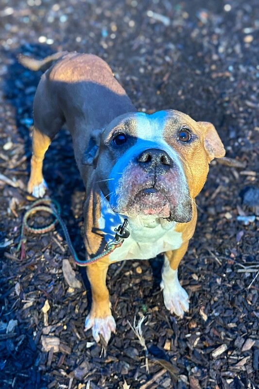 View Bloop the Dog Photo #4