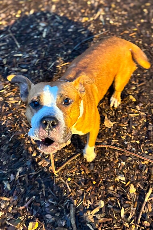 View Bloop the Dog Photo #2