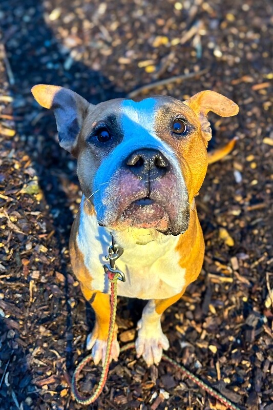 View Bloop the Dog Photo #3