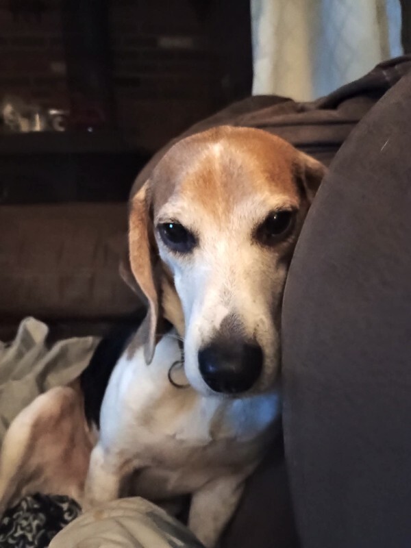 Learn More About this dog inbound3102904043971979288