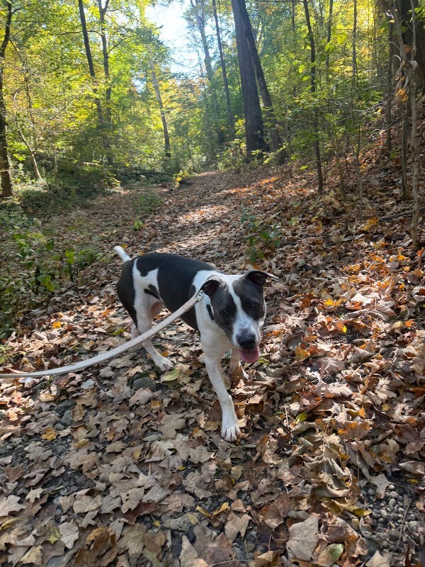 View Dexter the Dog Photo #9