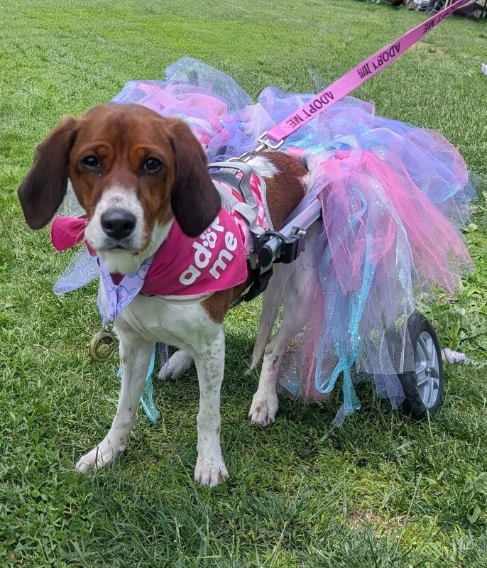 Tilly - Dog