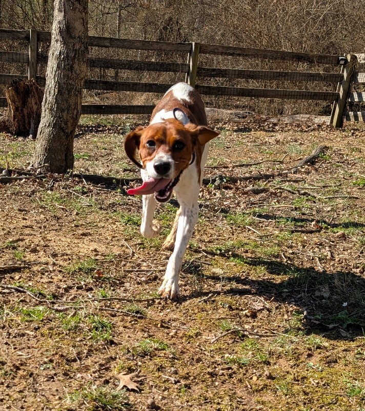 View Tilly the Dog Photo #10