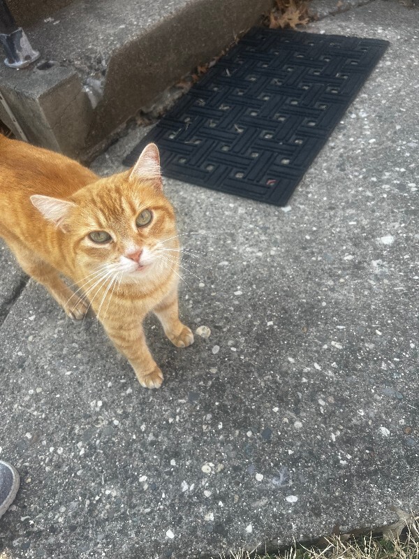 Learn More About this cat IMG 2698