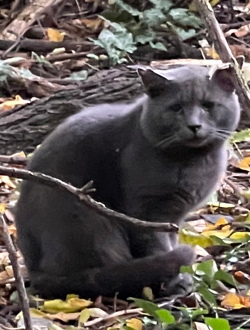 Learn More About this cat Screenshot 2025 12 08 155037