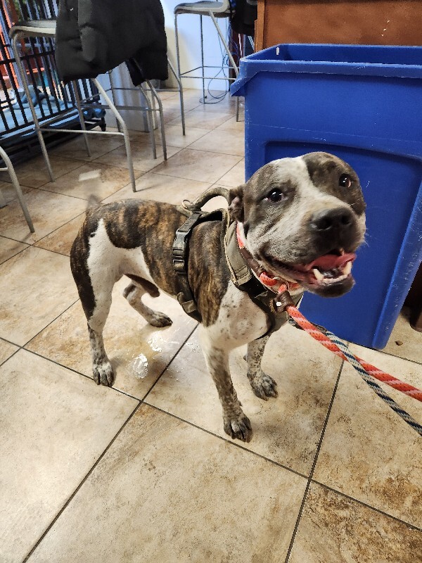 View Jangle the Dog Photo #5