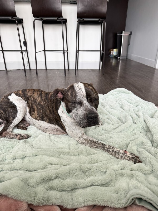 View Jangle the Dog Photo #4