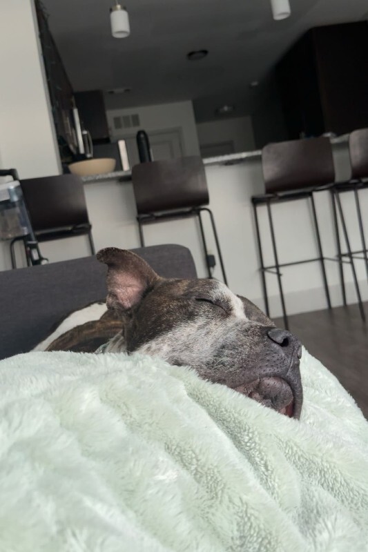 View Jangle the Dog Photo #3