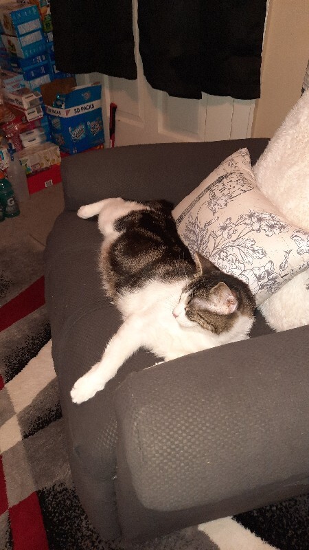 View Kiara the Cat Photo #2