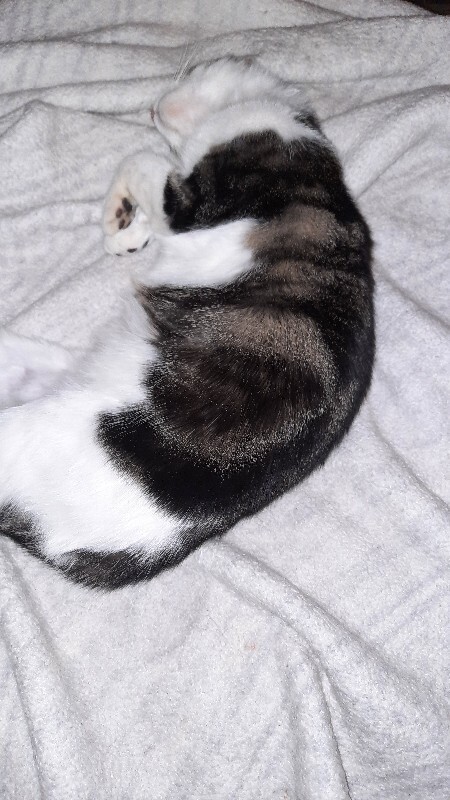 Learn More About this cat lay