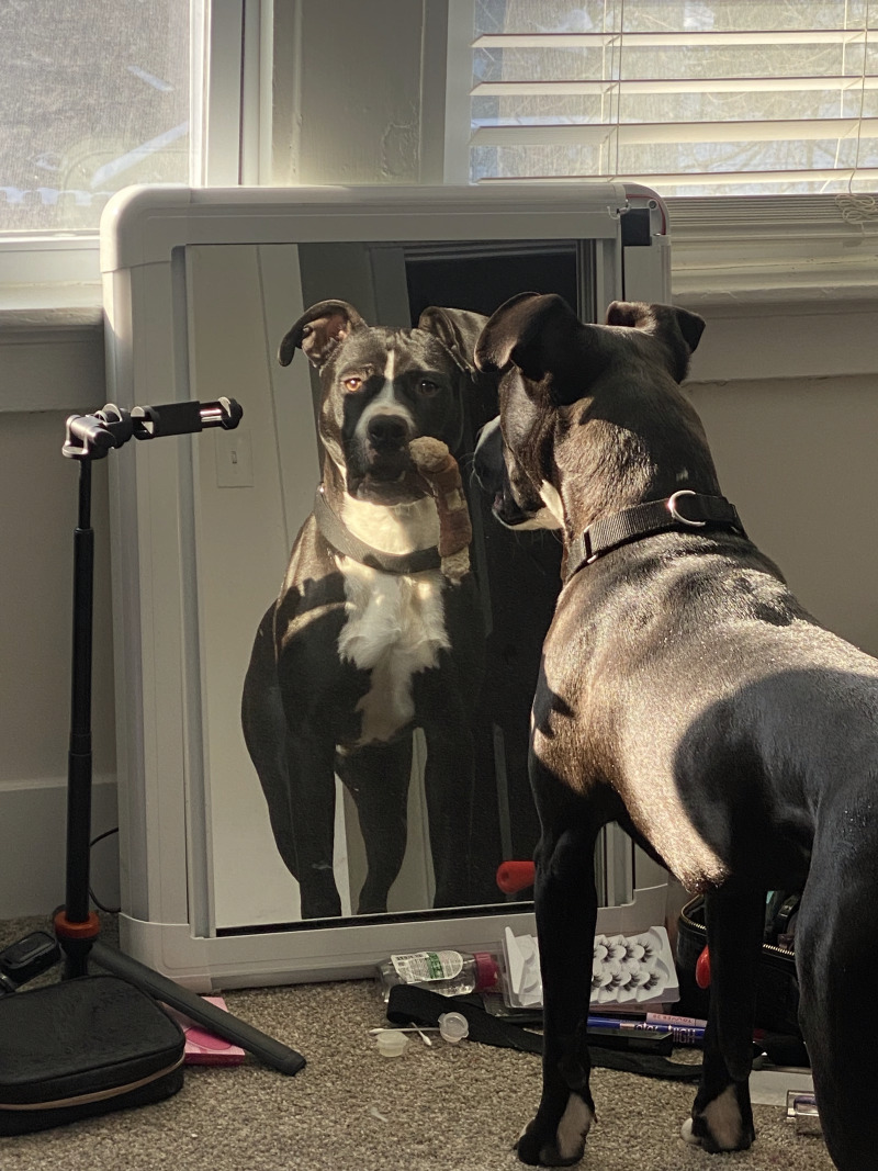 View Scoot the Dog Photo #5