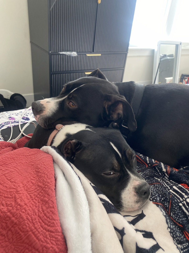 View Scoot the Dog Photo #8