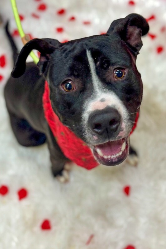 View Scoot the Dog Photo #3