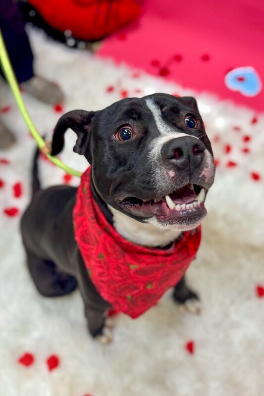 View Scoot the Dog Photo #2