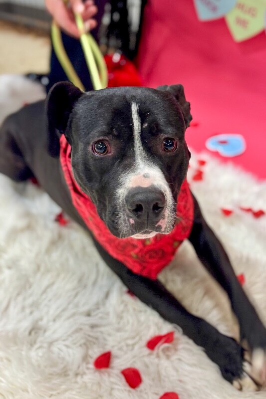 View Scoot the Dog Photo #4