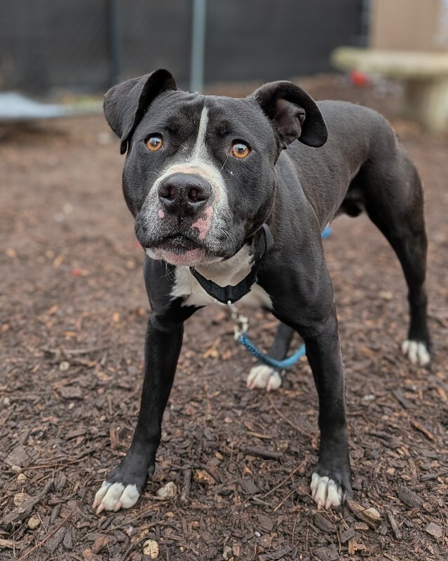 View Scoot the Dog Photo #10