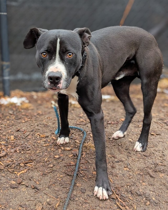 View Scoot the Dog Photo #9