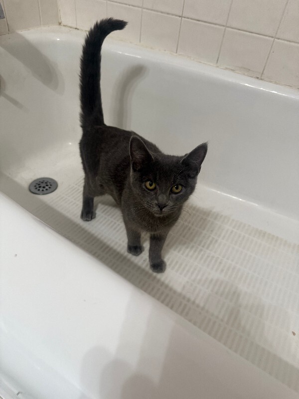 Learn More About this cat bathrub