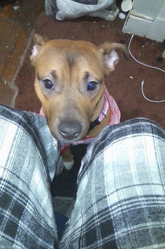 Learn More About this dog moomies