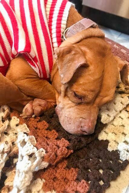 View Clarissa the Dog Photo #10