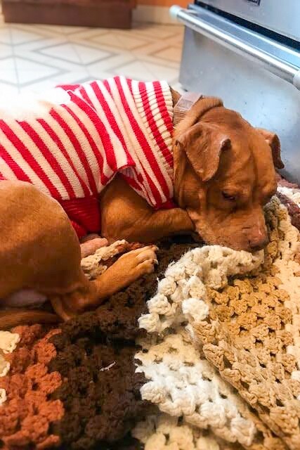 View Clarissa the Dog Photo #11