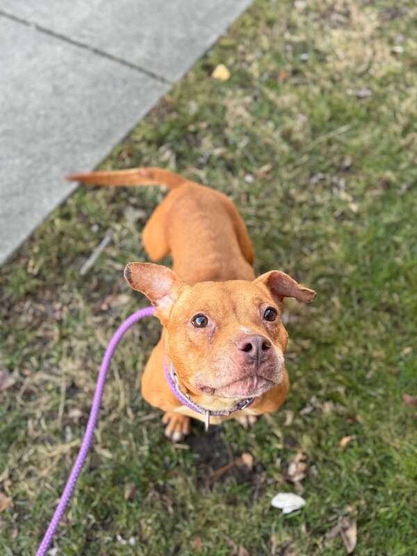 View Clarissa the Dog Photo #4