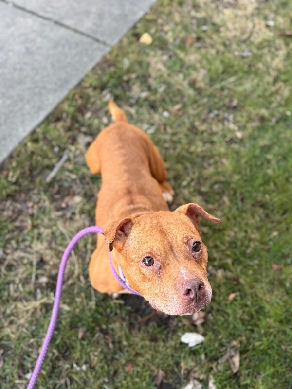 View Clarissa the Dog Photo #7