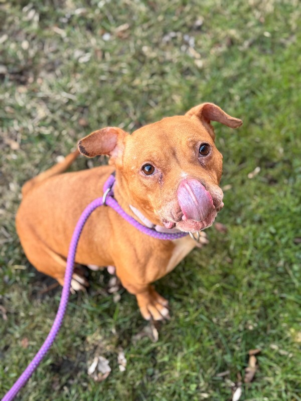 View Clarissa the Dog Photo #5