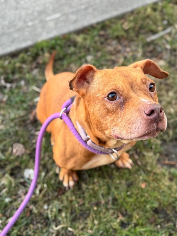 View Clarissa the Dog Photo #3