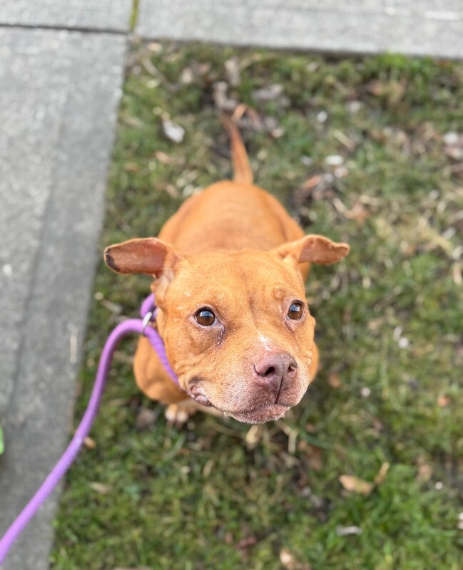 View Clarissa the Dog Photo #6