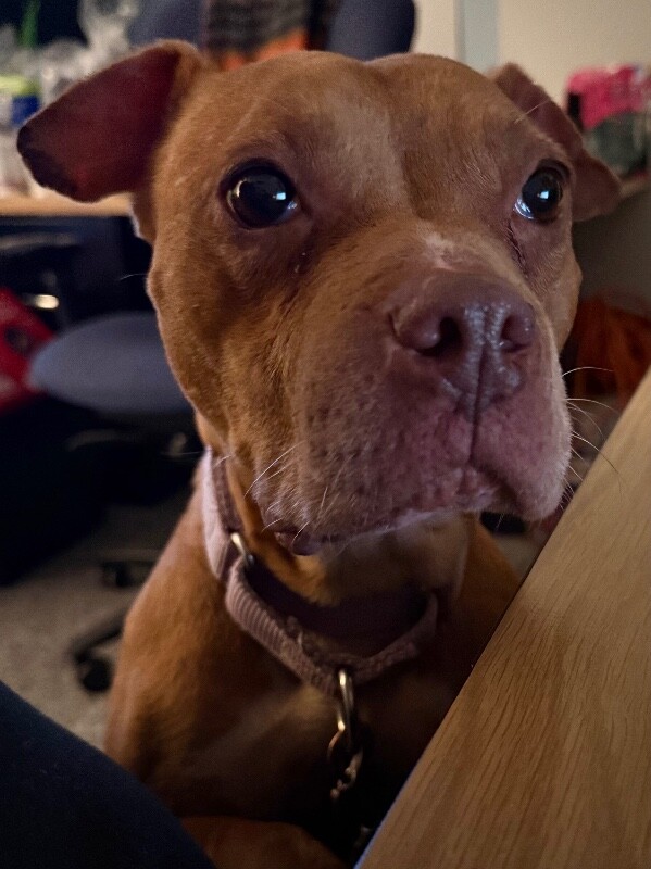 View Clarissa the Dog Photo #9