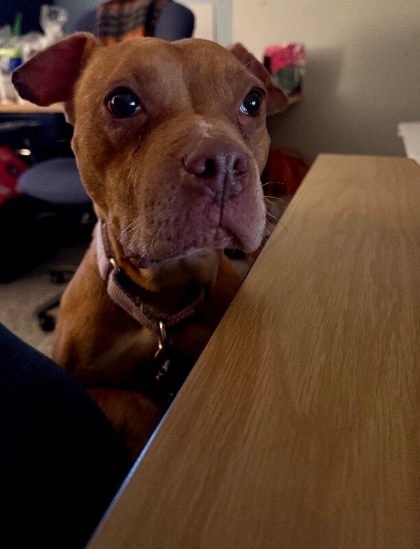 View Clarissa the Dog Photo #8