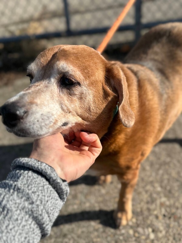 View Lawndale the Dog Photo #3