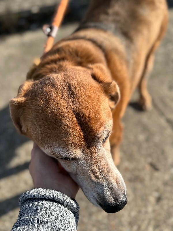 View Lawndale the Dog Photo #2