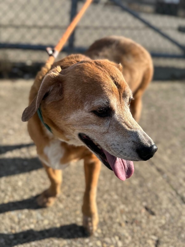 View Lawndale the Dog Photo #8