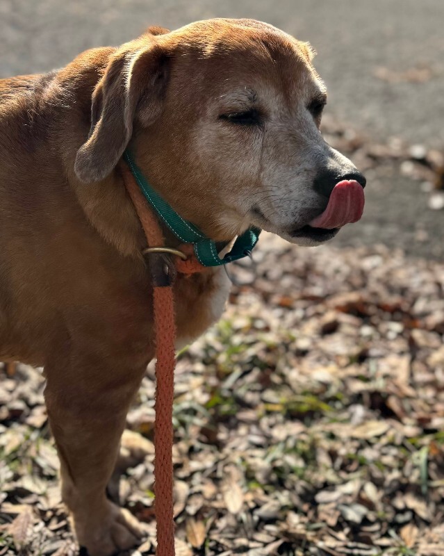 View Lawndale the Dog Photo #9