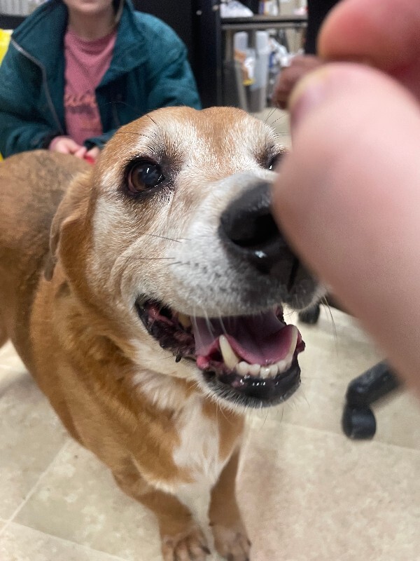 View Lawndale the Dog Photo #6