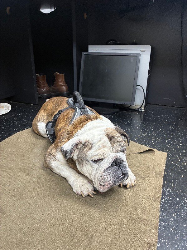 Learn More About this dog ferris