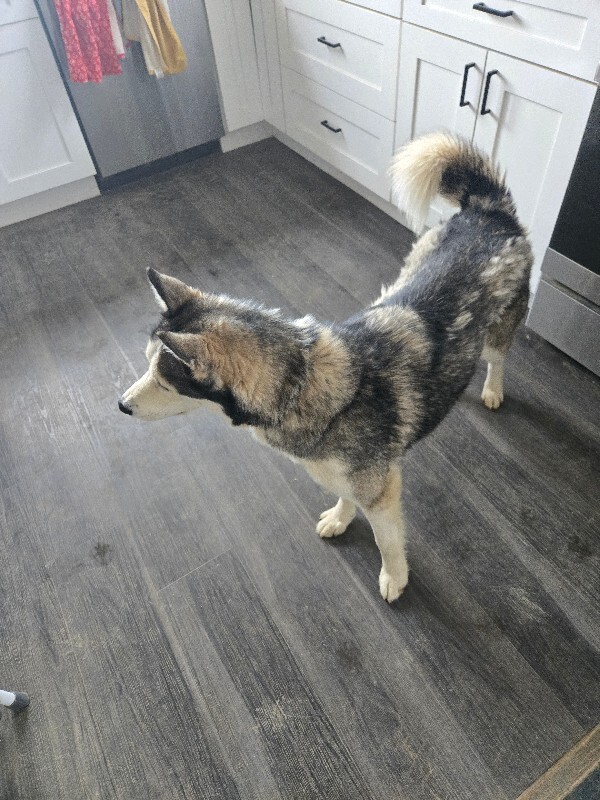 View Quill the Dog Photo #3