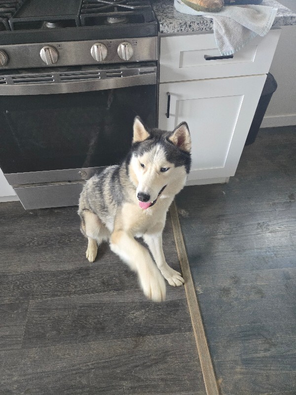 View Quill the Dog Photo #2